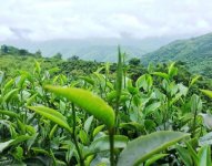 云南的六大茶山（江內六座山+江外六座山）